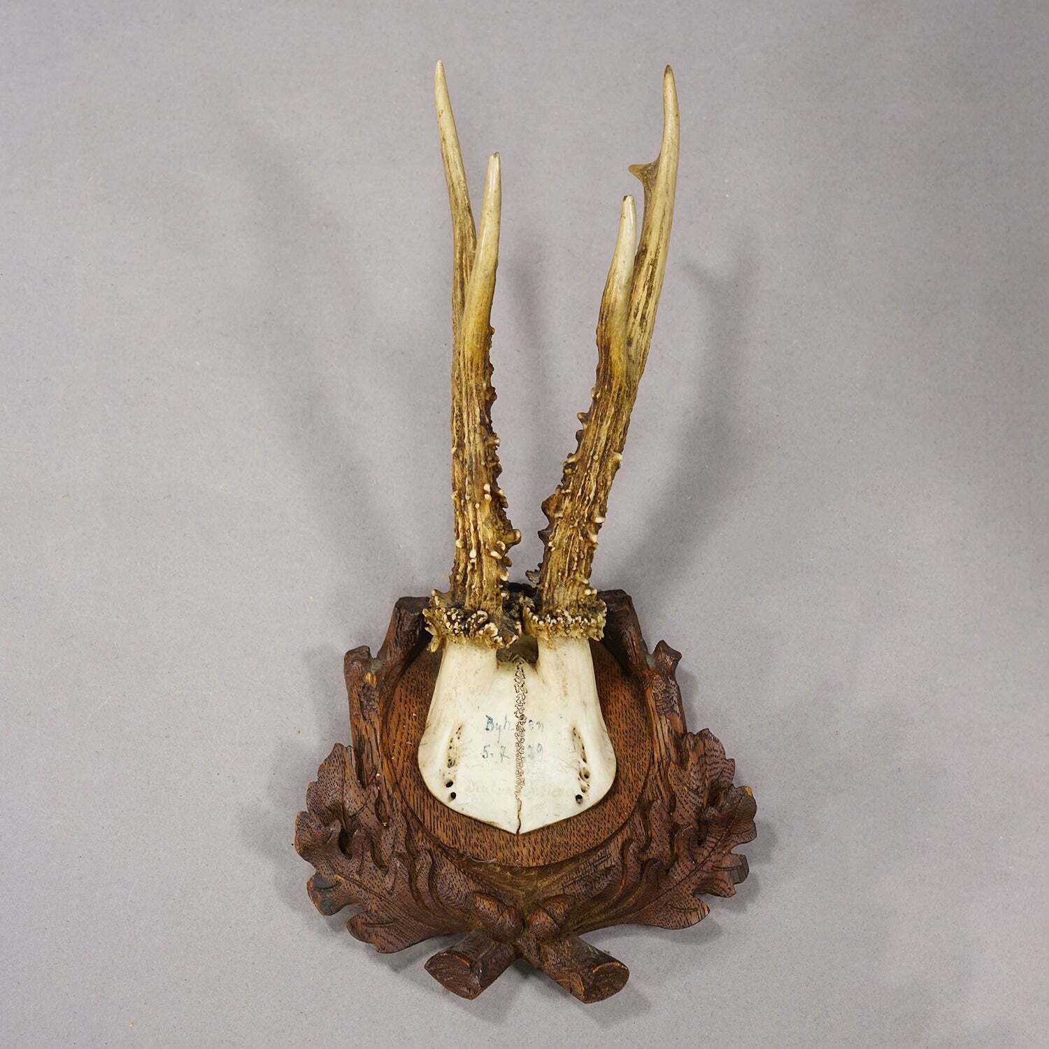 Antique Black Forest Red Deer Trophy On Carved Plaque, Germany 1929 photo furniture