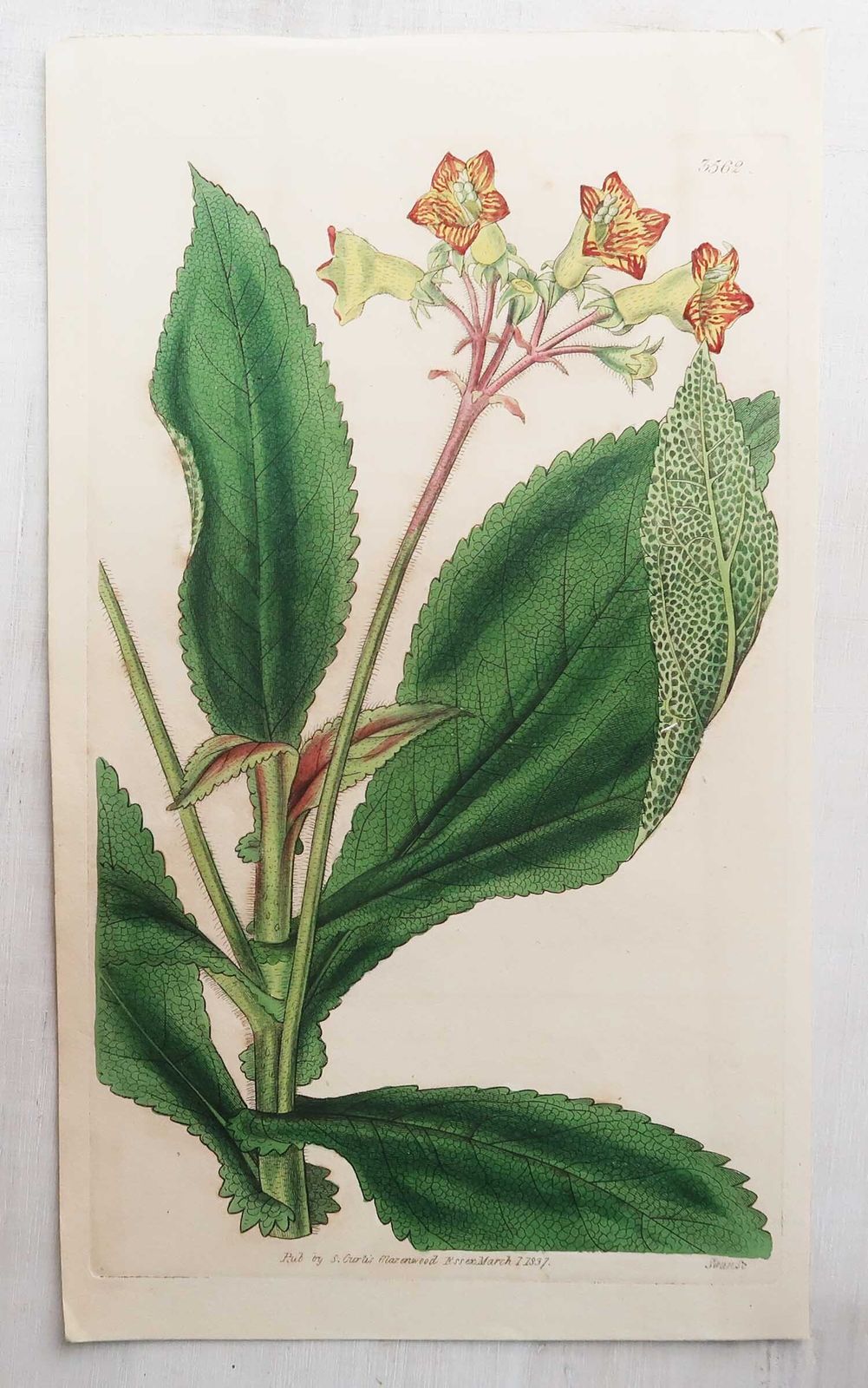 Set van 12 antieke botanische prenten naar William Fitch. Gedateerd 1838 photo 487.0