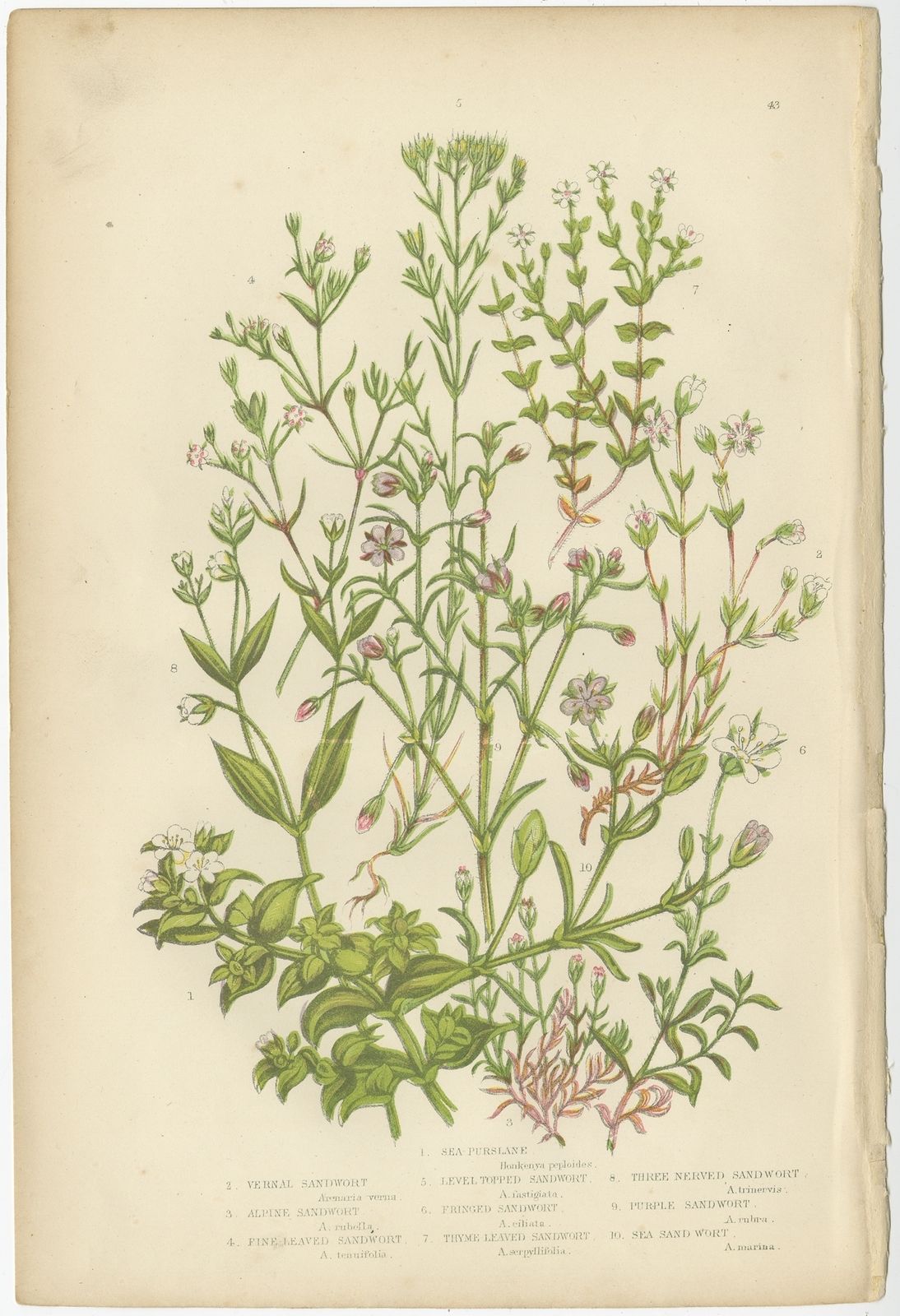 Pl. 43 Antique Botany Print Of Sea Purslane By Pratt (C.1860)