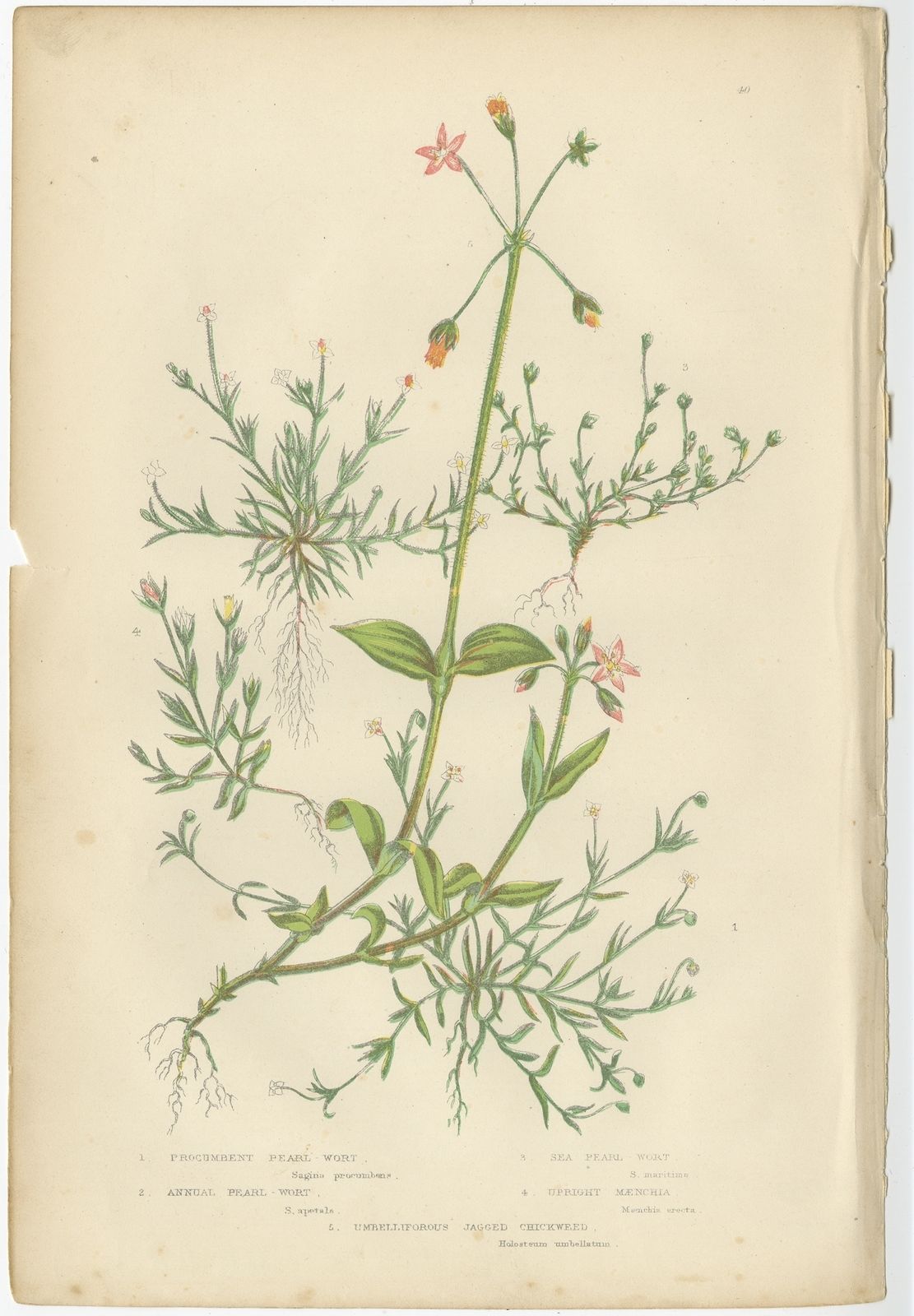 Pl. 40 Antique Botany Print Of Procumbent Pearl Wort By Pratt (C.1860)