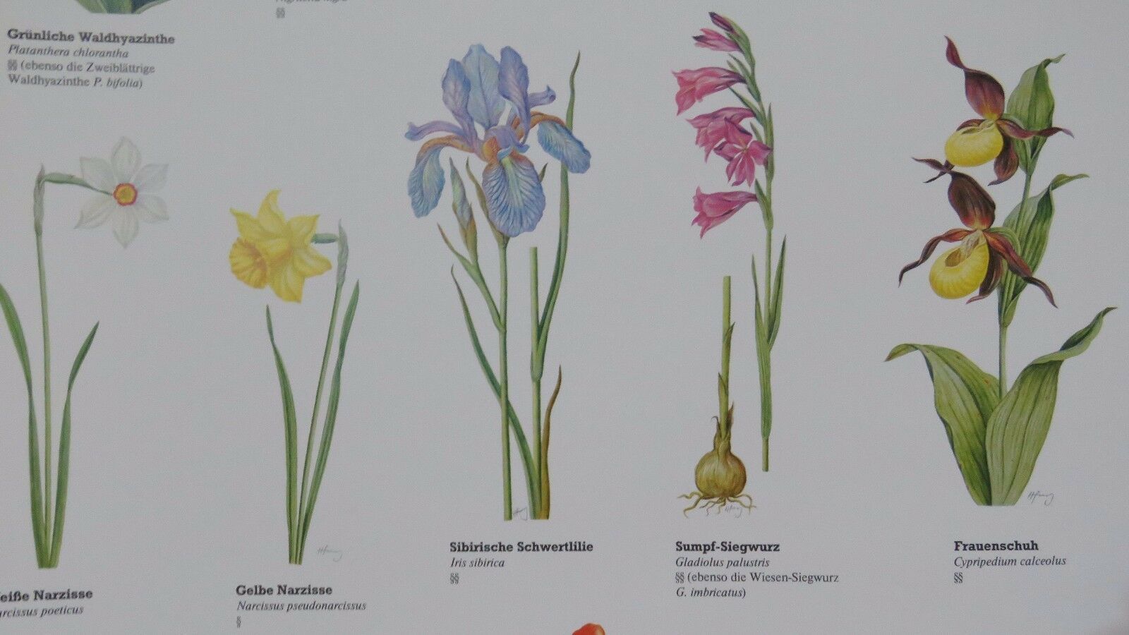 Vintage Pull Roll Down Botanical School Wall Chart Poster Of Flowering Plants I. photo 100.0