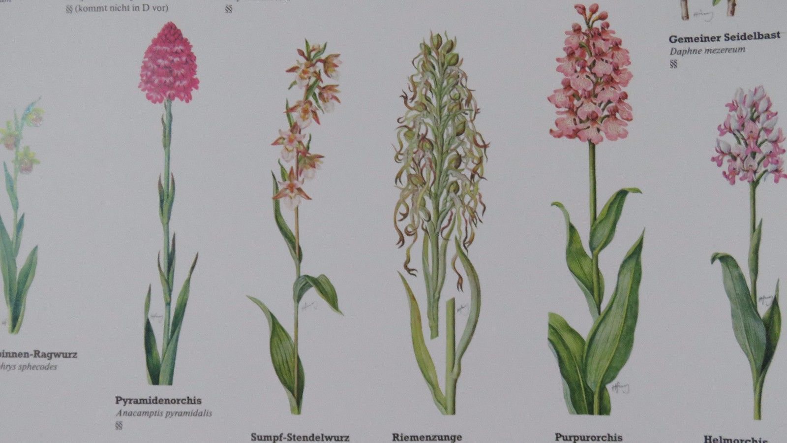 Vintage Pull Roll Down Botanical School Wall Chart Poster Of Flowering Plants I. photo vinterior