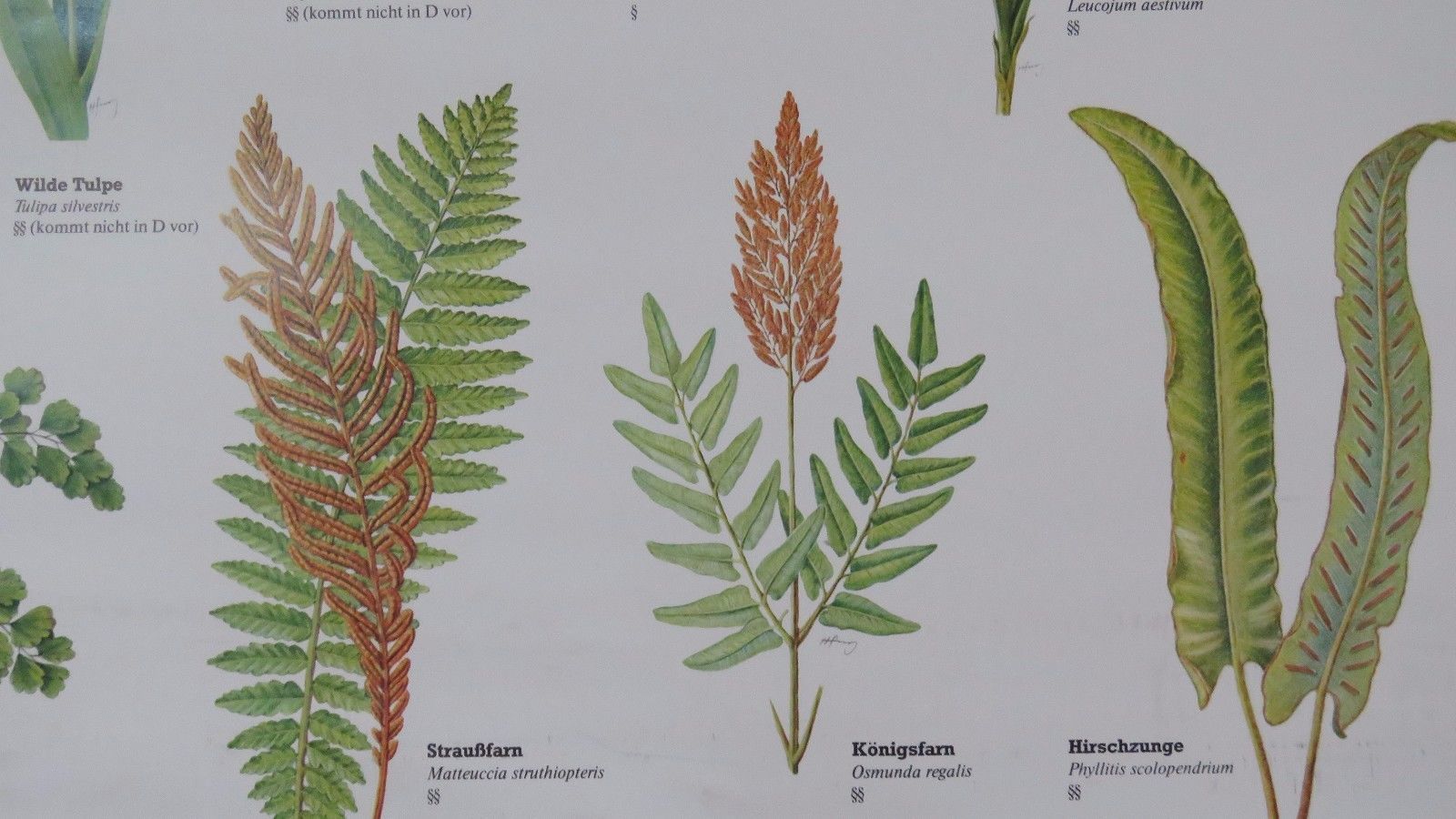Vintage Pull Roll Down Botanical School Wall Chart Poster Of Flowering Plants I. photo buy