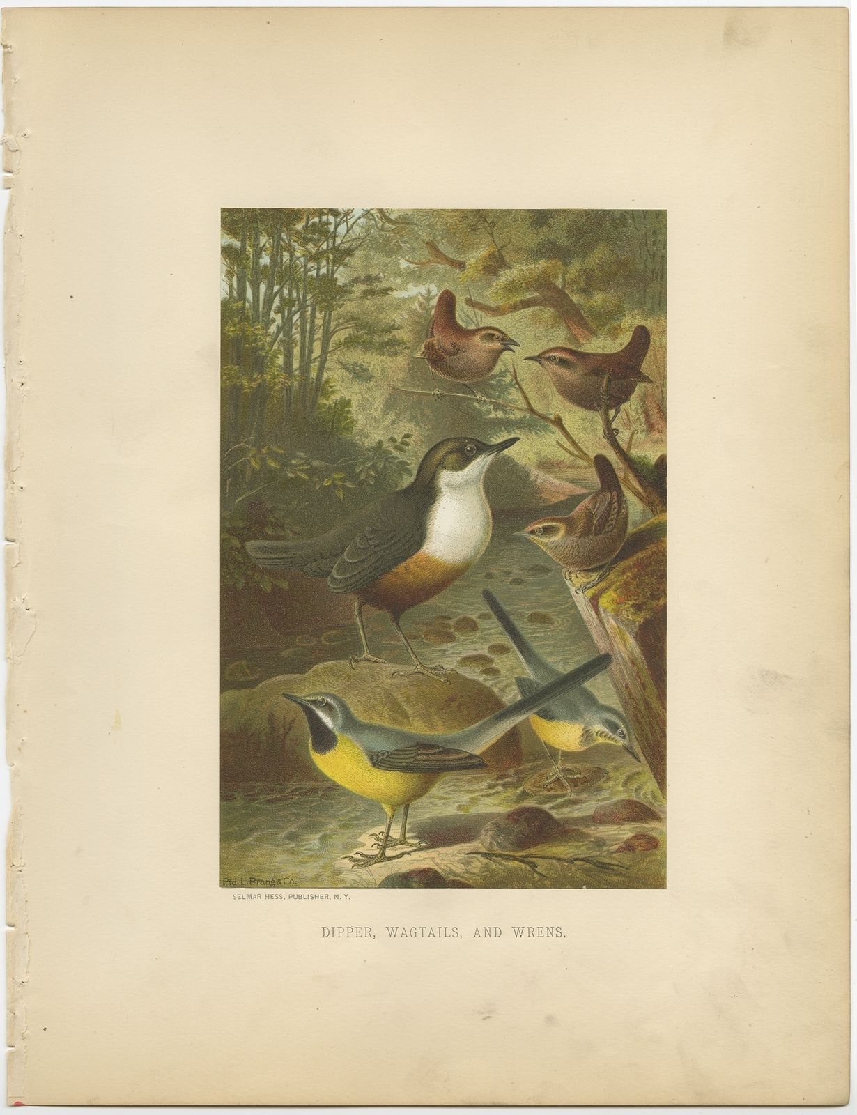 Antique Bird Print Of The Dipper, Wagtail And Wren By Prang (1898)