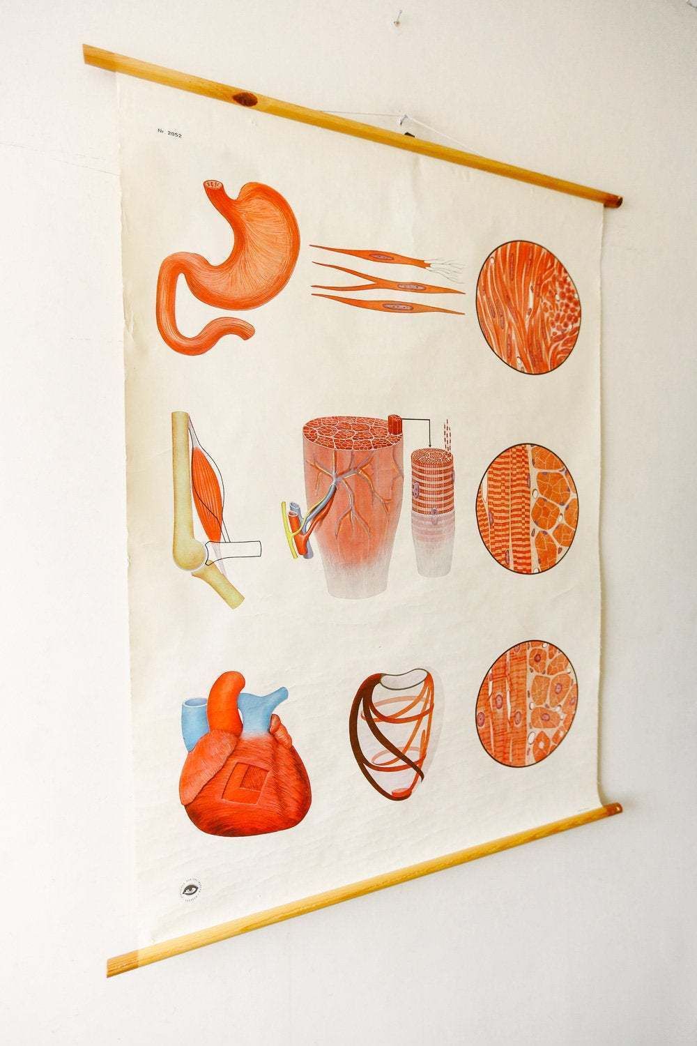 Original Anatomical Vintage German Educational School Wall Chart Structure Of Muscle Anatomy Medicine Deutsches Science Beautiful Rare photo furniture