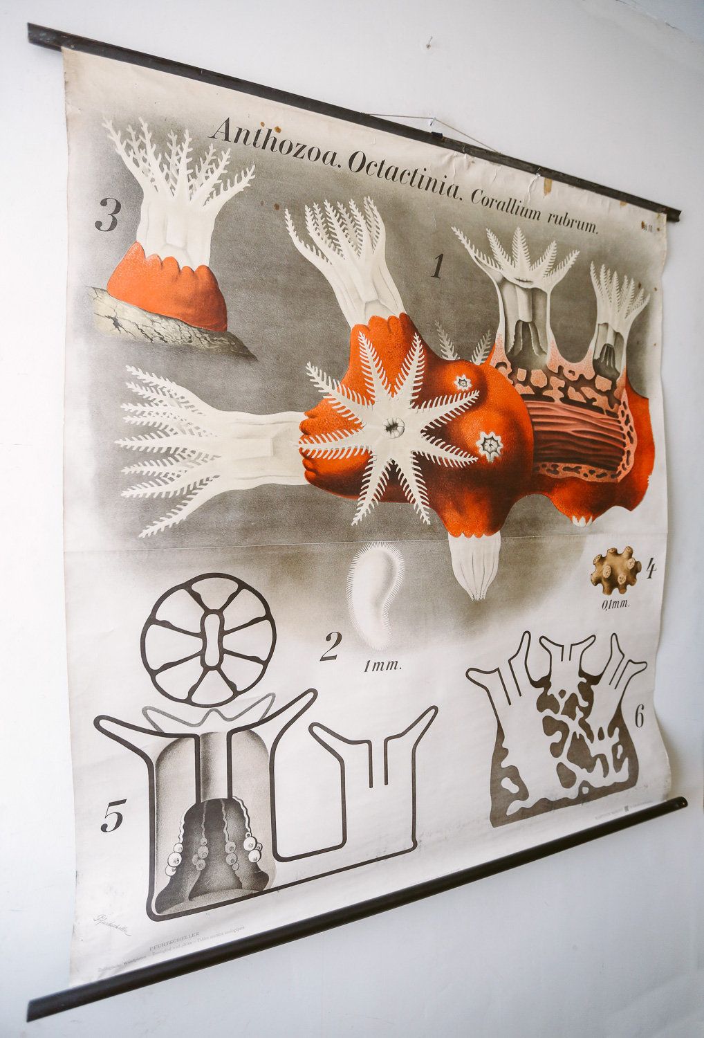Original Zoological Vintage German School Wall Chart Red Coral Marine Biology Zoology Beautiful Rare Paul Pfurtscheller photo vinterior
