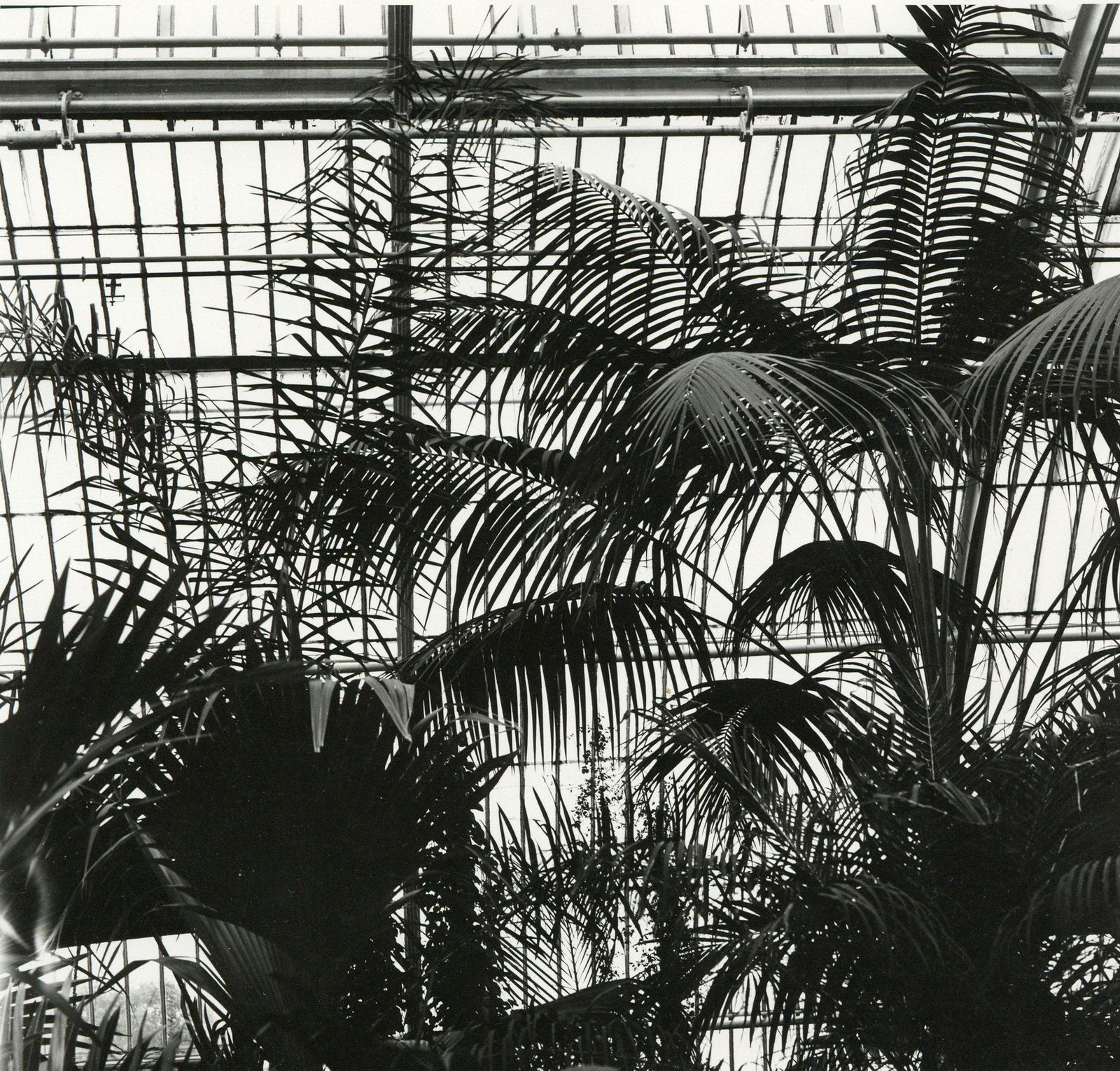 Rosemary Ellis Windows VIII Silver Gelatin Photograph Print Palm House Hot Warm 1975