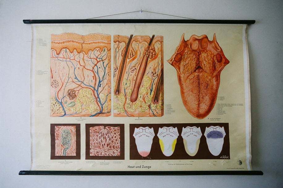 Original Anatomical Vintage German Educational School Wall Chart Mouth Tongue Anatomy Medicine Deutsches Science Museum Beautiful Rare