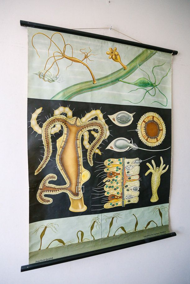 Original Botanical Vintage German School Wall Chart Freshwater Hydra Polyp Botany Beautiful Rare Jung Koch Quentell photo furniture