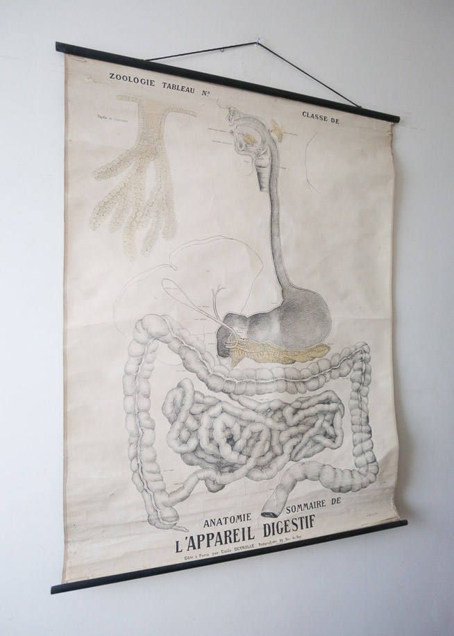 Original Anatomical Vintage French School Chalk Wall Chart Digestive System Gastric Beautiful Rare Emile Deyrolle photo furniture