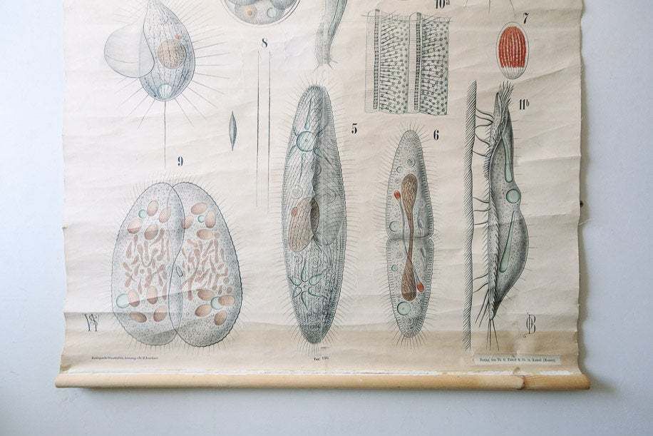 Original Antique Rudolf Leuckart Zoological Vintage German School Wall Chart Infusoria Protozoa Zoology Beautiful Rare photo furniture