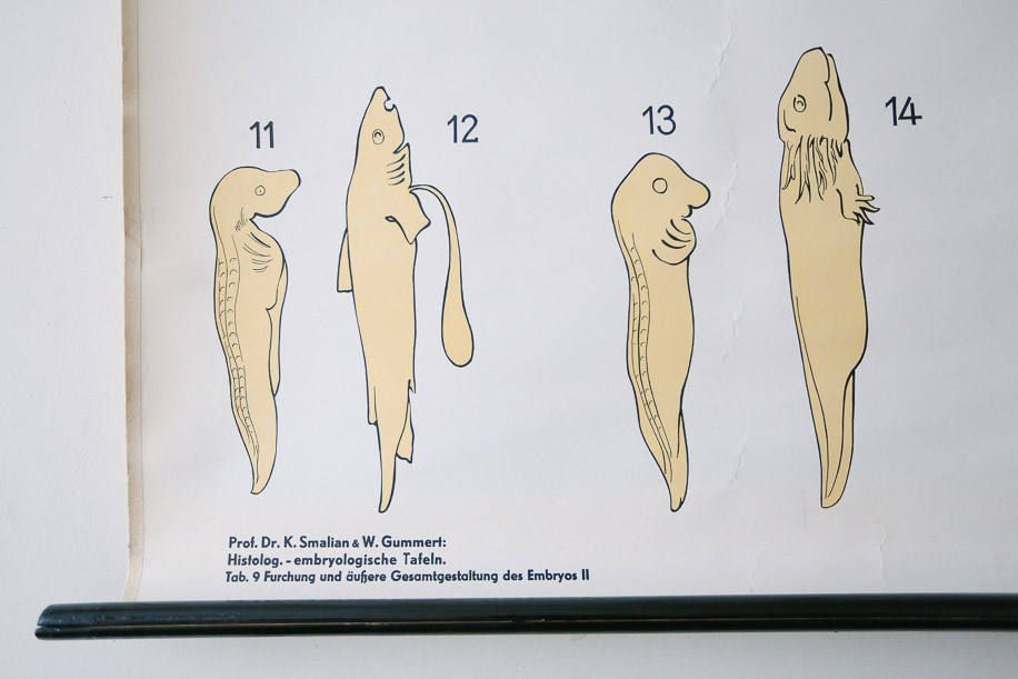 Original Zoological Vintage German School Wall Chart Embryology Zoology Beautiful Rare DR Gambke photo for sale