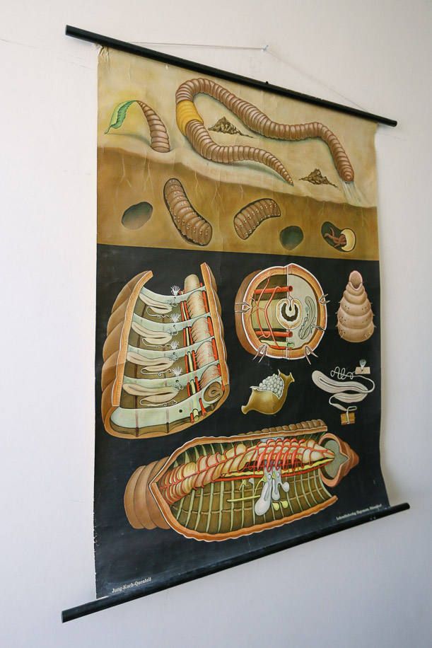 Original Zoological Vintage German School Wall Chart Worm Earthworm Zoology Beautiful Rare Jung Koch Quentell photo furniture