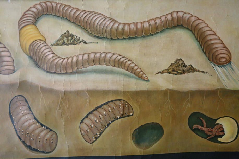 Original Zoological Vintage German School Wall Chart Worm Earthworm Zoology Beautiful Rare Jung Koch Quentell photo Art