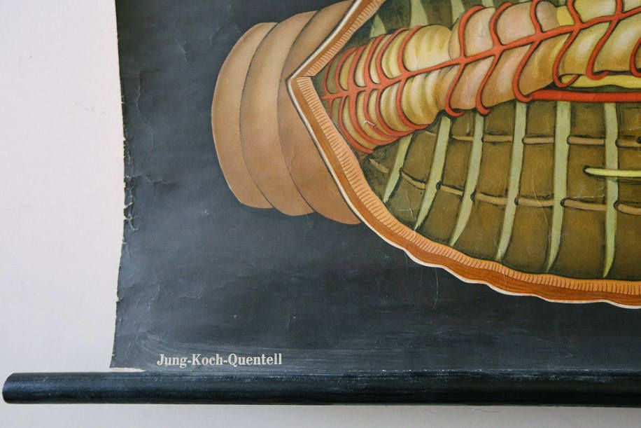 Original Zoological Vintage German School Wall Chart Worm Earthworm Zoology Beautiful Rare Jung Koch Quentell photo 135.0