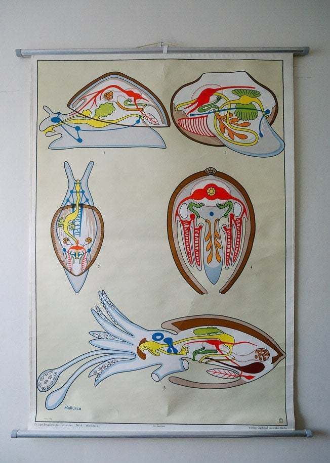 Original Zoological Vintage German School Wall Chart Cuttlefish Cuttle Fish Zoology Insect Beautiful Rare DR Lips
