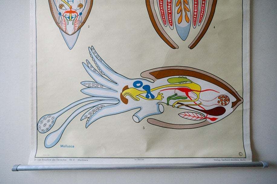 Original Zoological Vintage German School Wall Chart Cuttlefish Cuttle Fish Zoology Insect Beautiful Rare DR Lips photo for sale