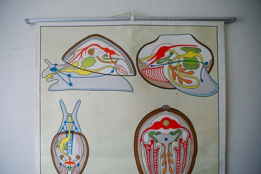 Original Zoological Vintage German School Wall Chart Cuttlefish Cuttle Fish Zoology Insect Beautiful Rare Dr Lips photo Art