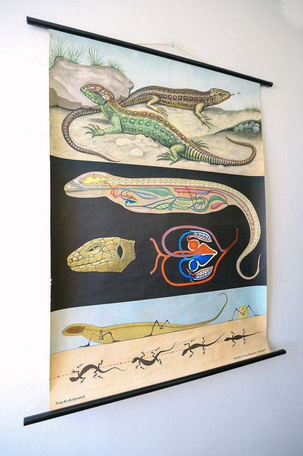 Original Zoological Vintage German School Wall Chart Lizard Reptile Zoology Beautiful Rare Jung Koch Quentell photo furniture