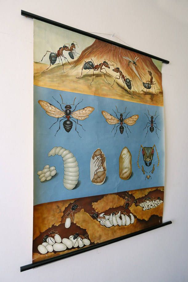 Original Zoological Vintage German School Wall Chart Flying Ants Zoology Insect Beautiful Rare Jung Koch Quentell photo furniture