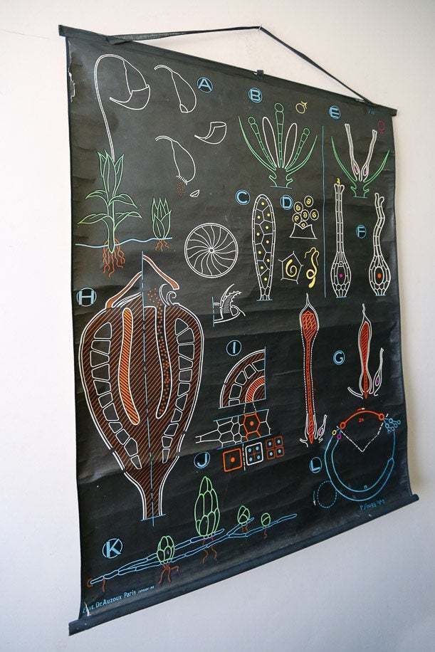 Original Botanical Vintage French School Chalk Wall Chart Moss Botany Beautiful Rare DR Auzoux Sougy photo furniture