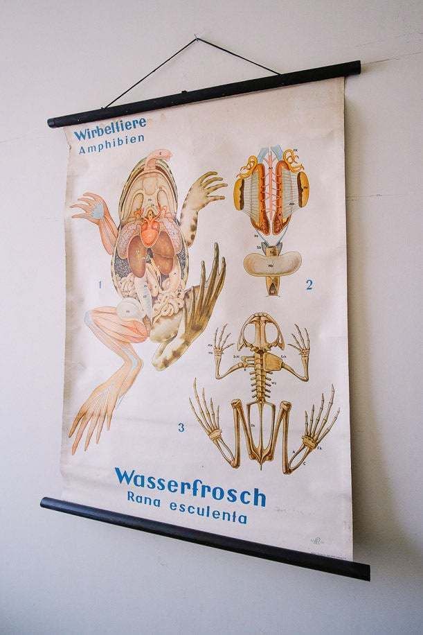 Original Zoological Vintage German School Wall Chart Frog Skeleton Zoology Beautiful Rare Amphibian photo furniture