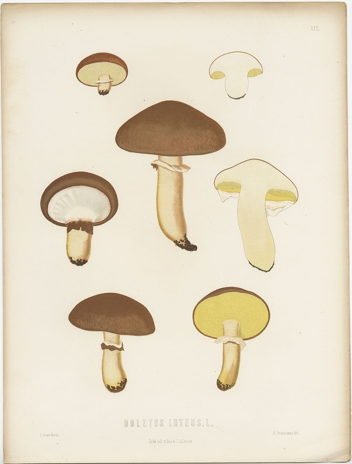 Antique Mycology Print Of The Suillus Luteus By Fries (C.1860)
