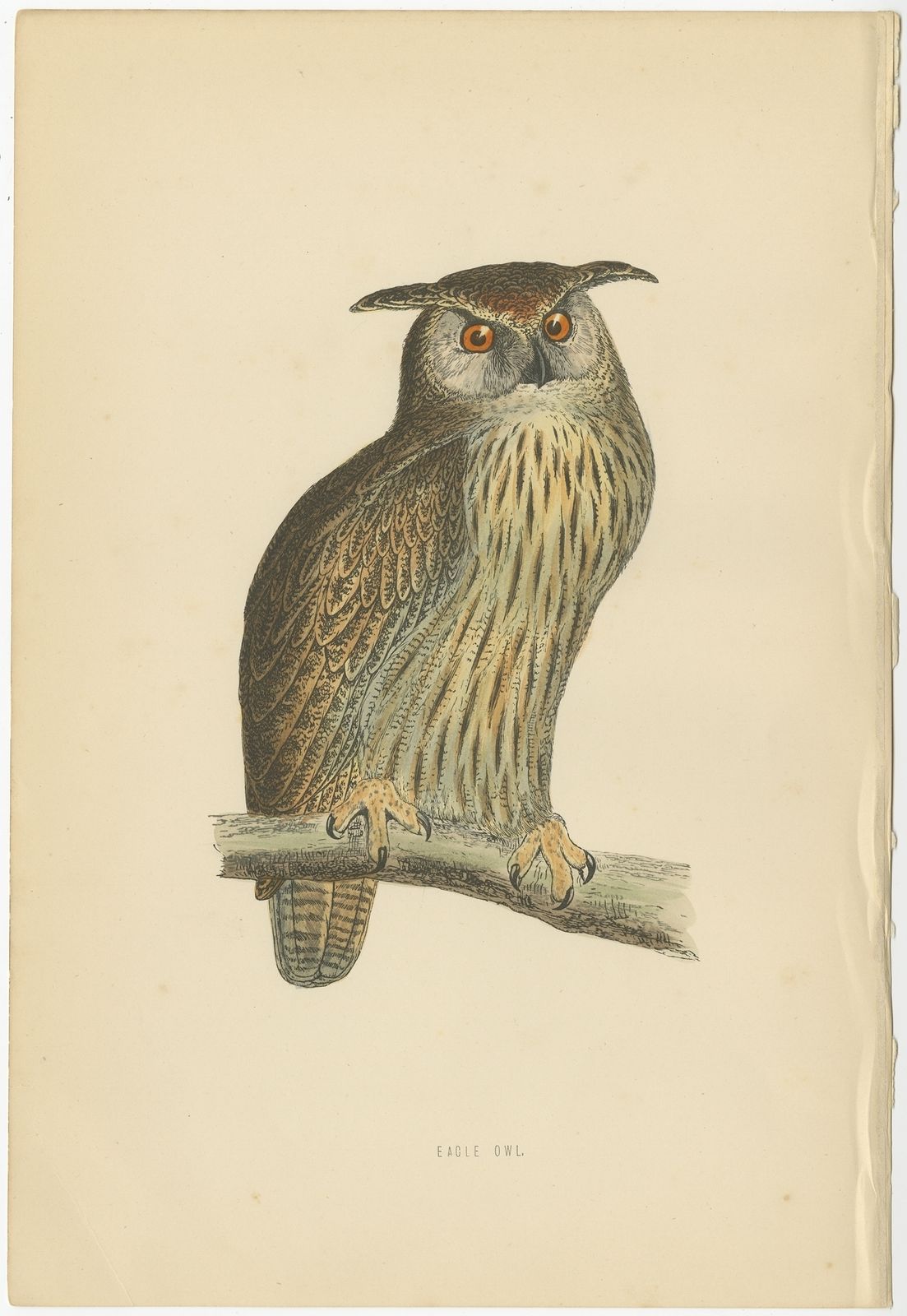 Antique Bird Print Of The Eurasian Eagle Owl By Morris (C.1850)