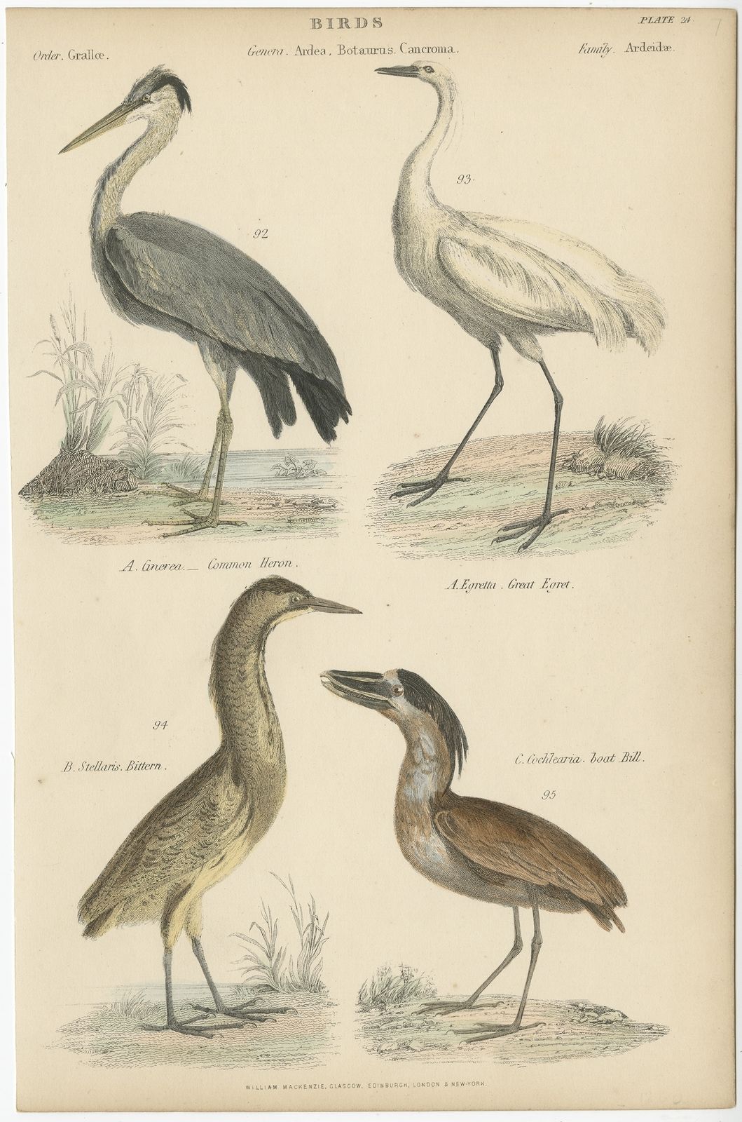 Pl. 24 Antique Bird Print Of The Common Heron And Other Birds By Richardson (C.1860)