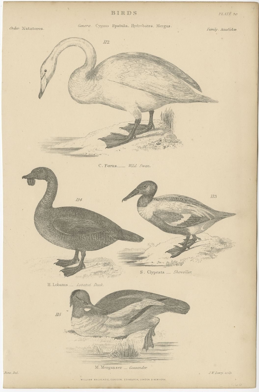 Pl. 30 Antique Bird Print Of The Wild Swan And Other Birds By Richardson (C.1860)