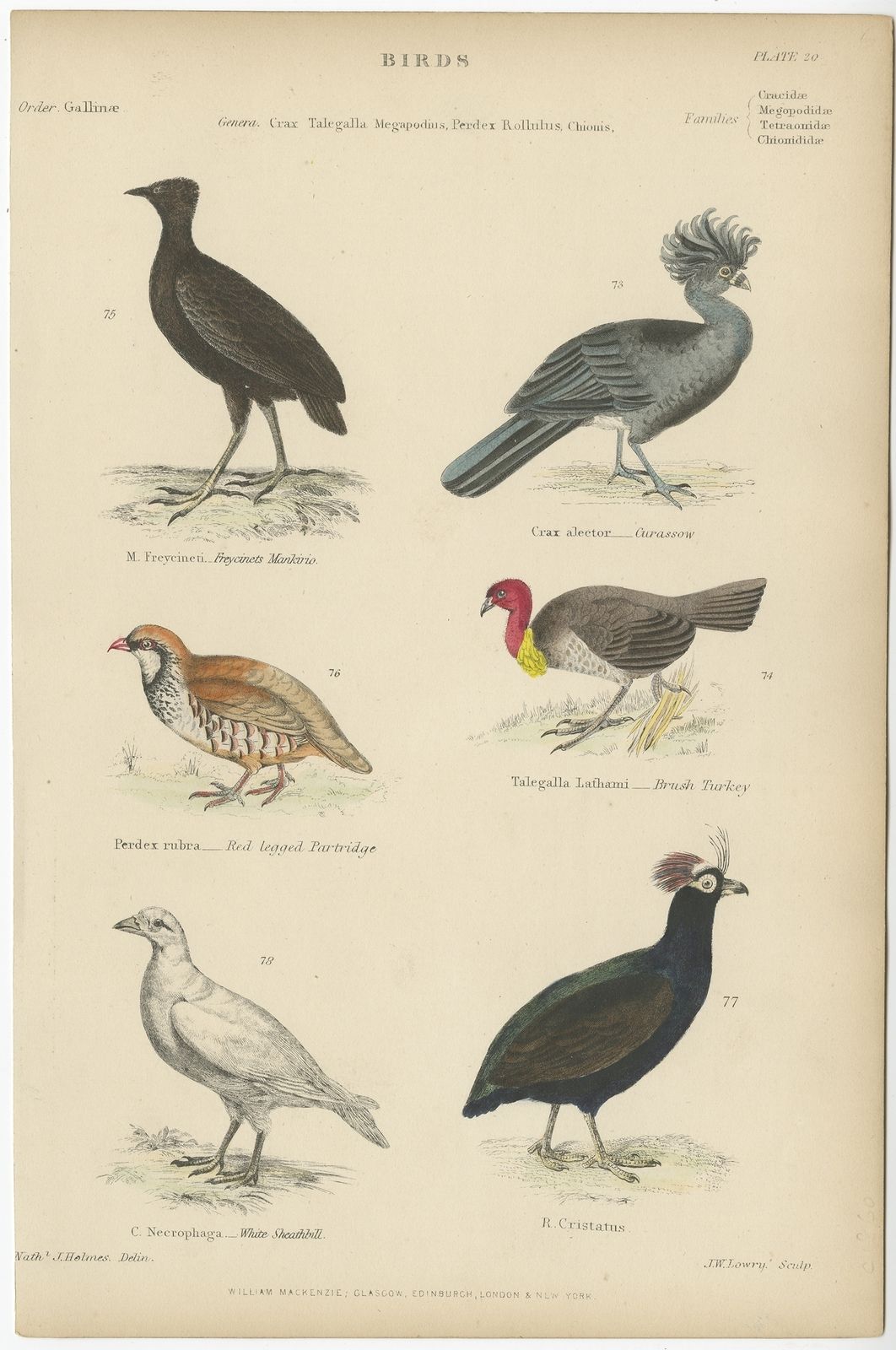 Pl. 20 Antique Bird Print Of The Curassow And Other Birds By Richardson (C.1860)