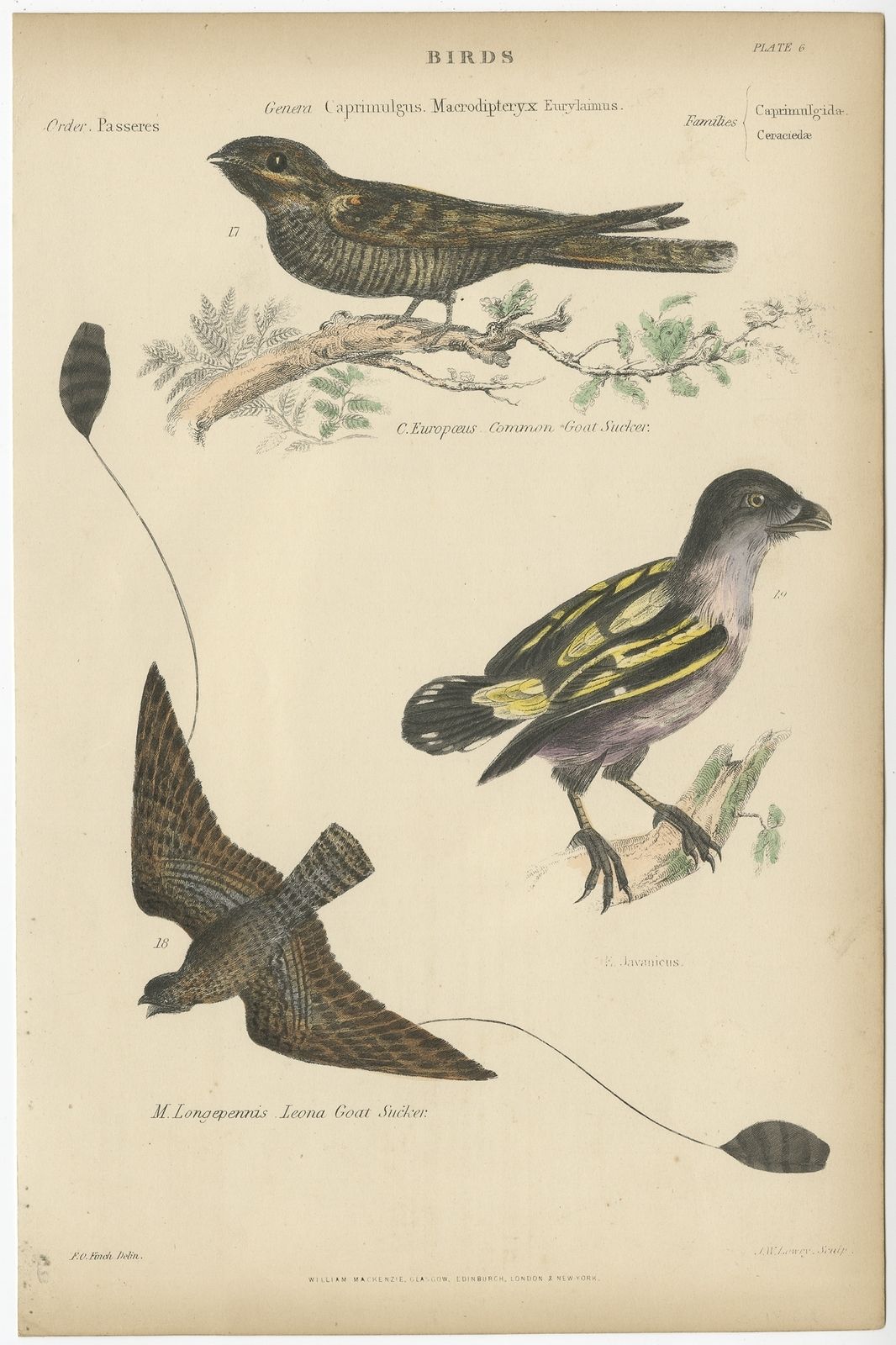 Pl. 6 Antique Bird Print Of The Leona Goat Sucker And Other Birds By Richardson (C.1860)