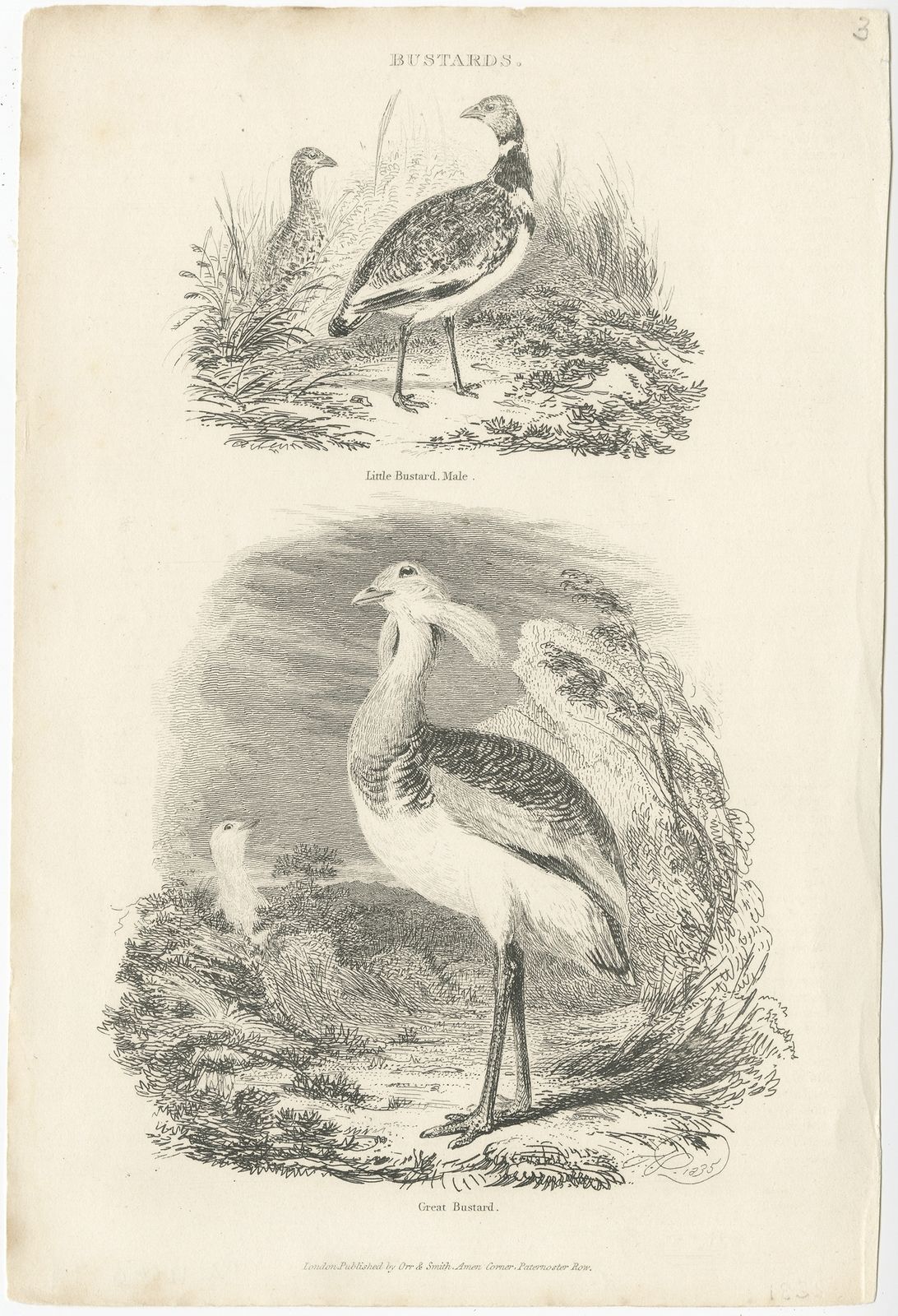 Antique Bird Print Of A Male Little Bustard And A Great Bustard By Partington (1835)