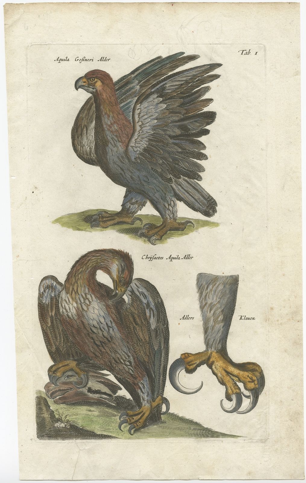 Pl. 1 Antique Print Of Eagle Species By Merian (1657)