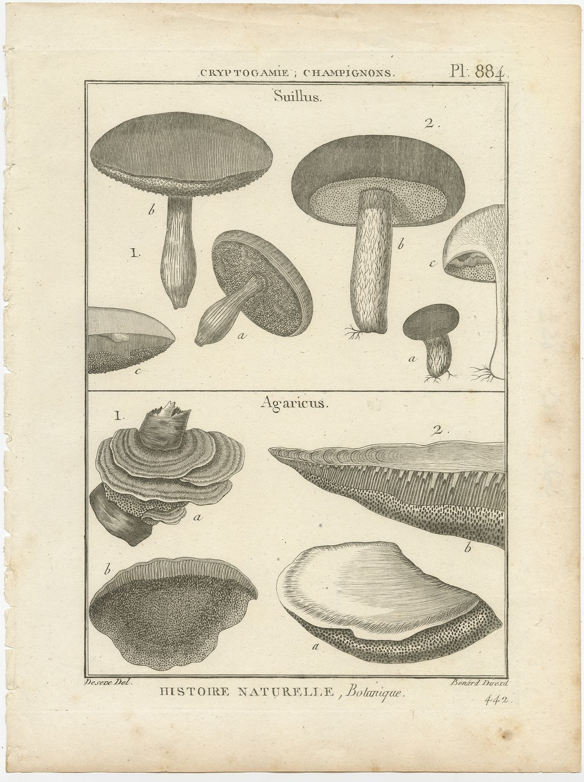 Antique Print Of Suillus And Agaricus Mushrooms By Benárd (C.1800)