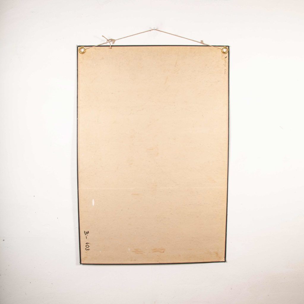 Early 20th Century Educational Chart – Rigid Chart Plant – Leaf Varieties photo 222.0