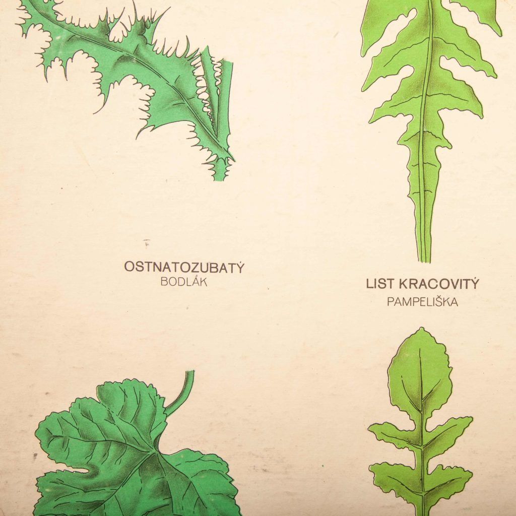 Early 20th Century Educational Chart – Rigid Chart Plant – Leaf Varieties photo vinterior