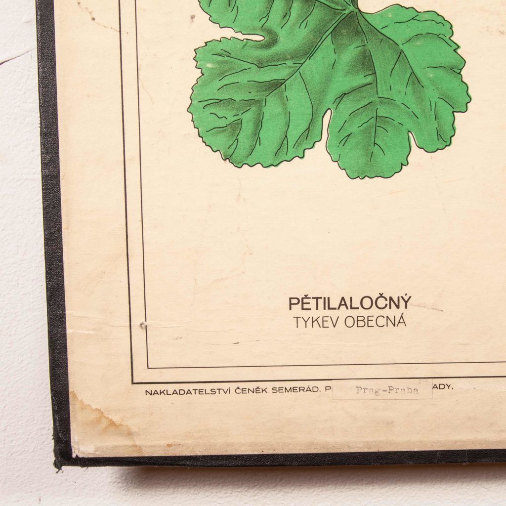 Early 20th Century Educational Chart – Rigid Chart Plant – Leaf Varieties photo vintage