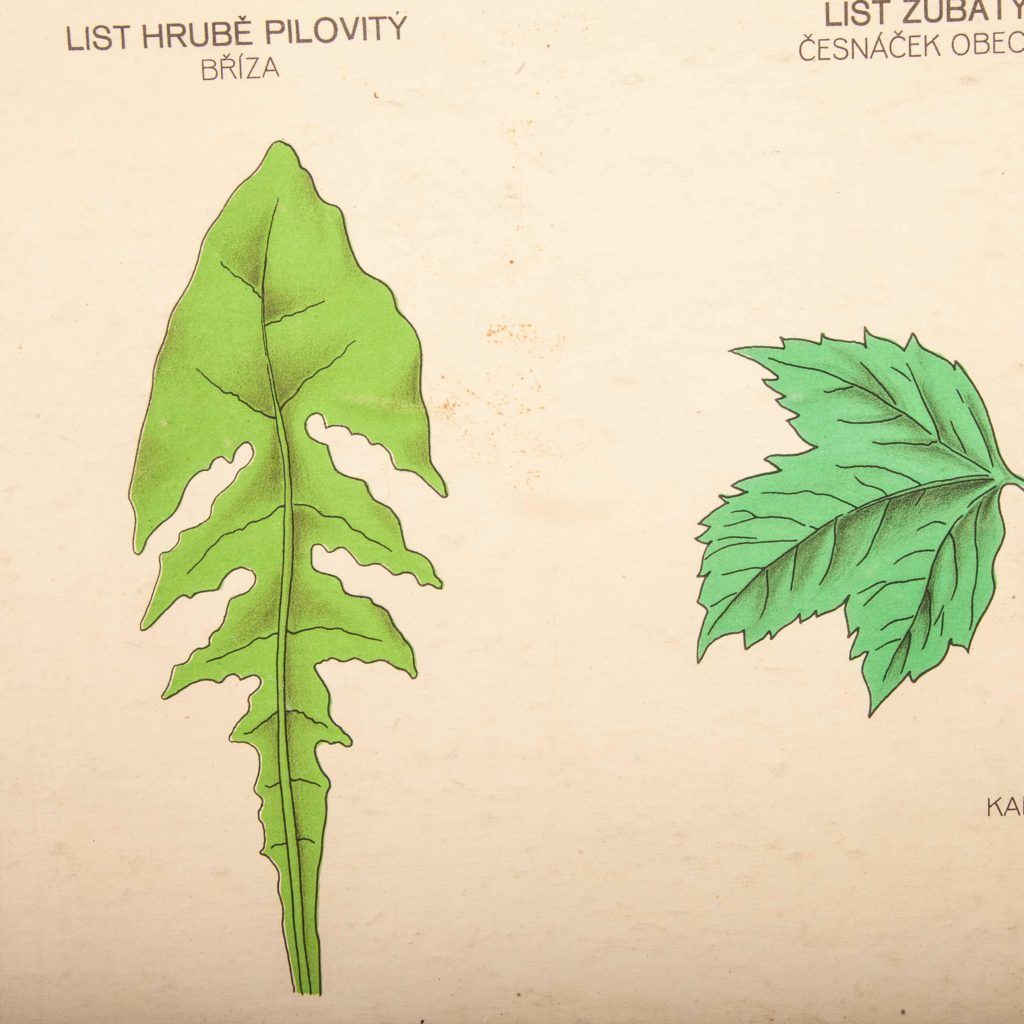 photo furniture Early 20th Century Educational Chart – Rigid Chart Plant – Leaf Varieties