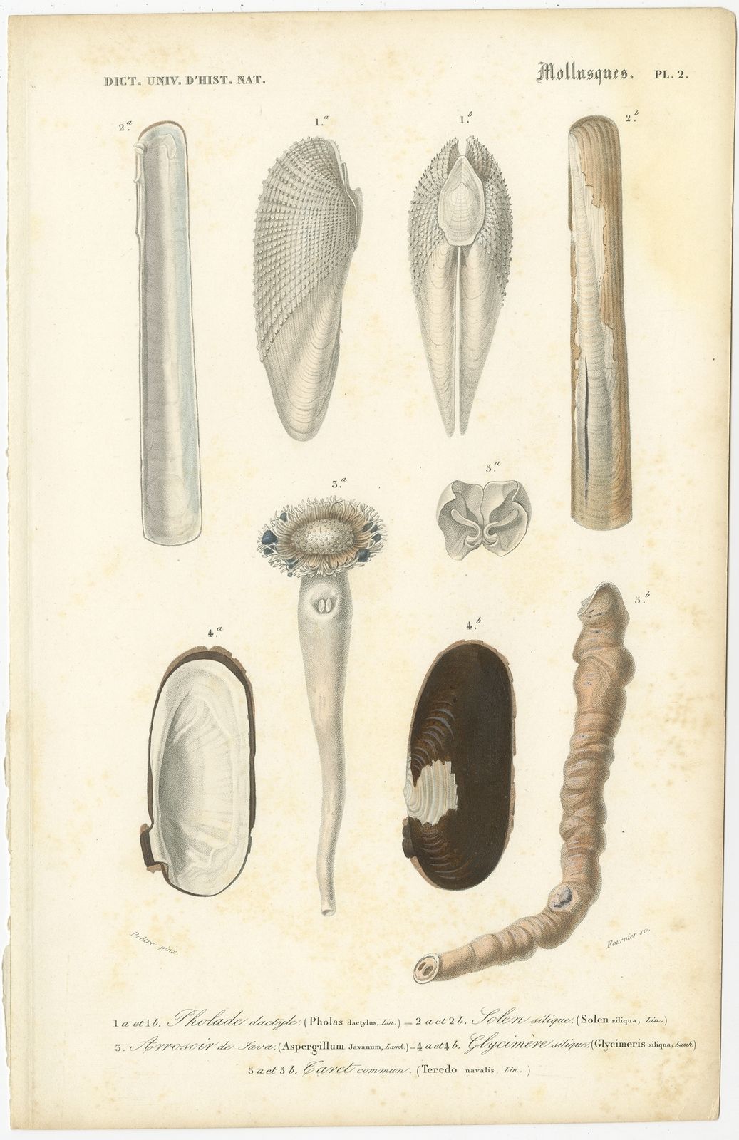 Antique Print Of The Common Piddock And Other Molluscs By Orbigny (1849)