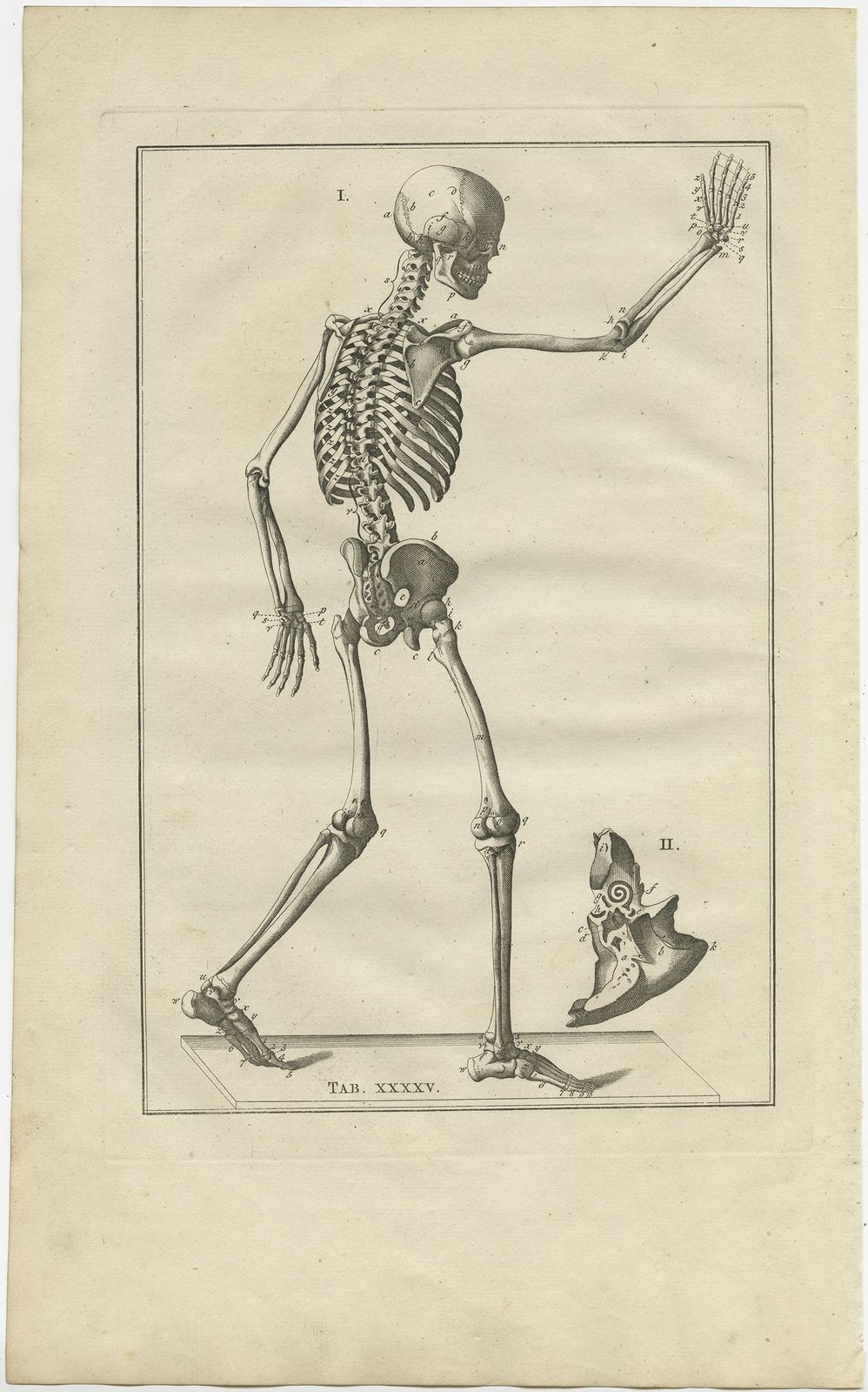 Pl. 45 Antique Anatomy Print Of The Human Skeleton By Elwe (1798)