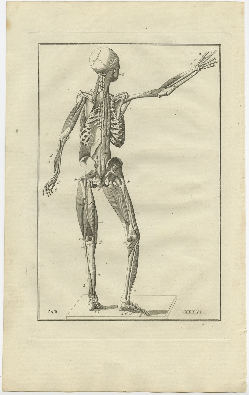 Pl. 36 Antique Anatomy Print Of The Muscular System By Elwe (1798)