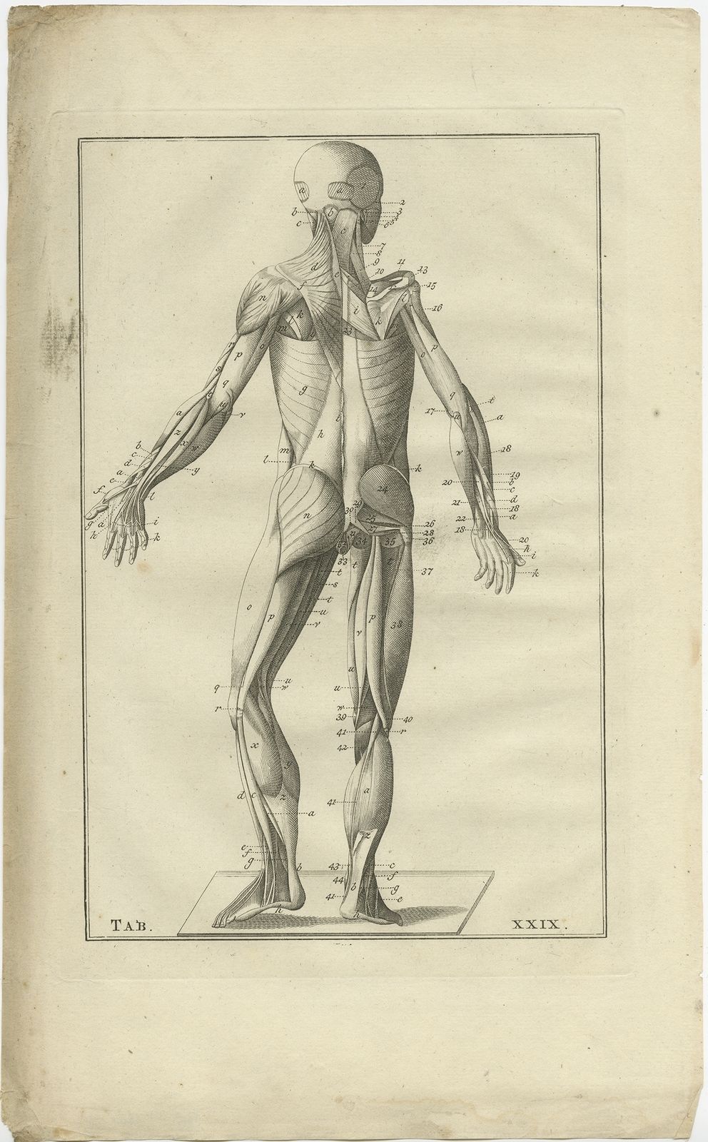 Pl. 29 Antique Anatomy Print Of The Muscular System By Elwe (1798)