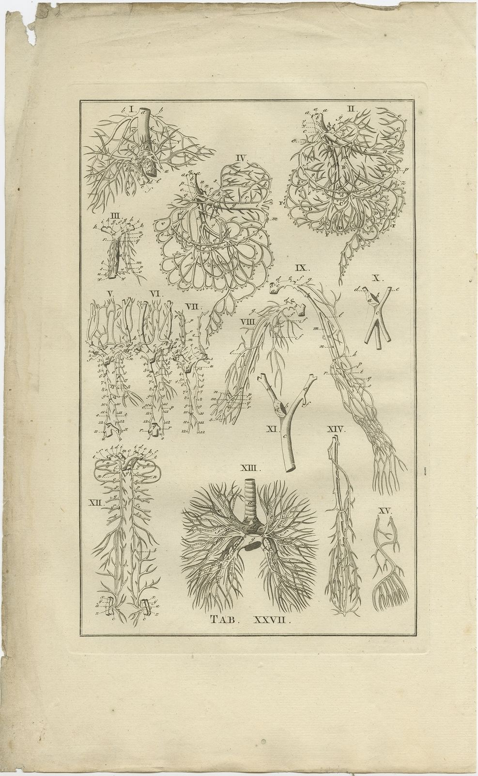 Pl. 27 Antique Anatomy Print Of The Venous System By Elwe (1798)