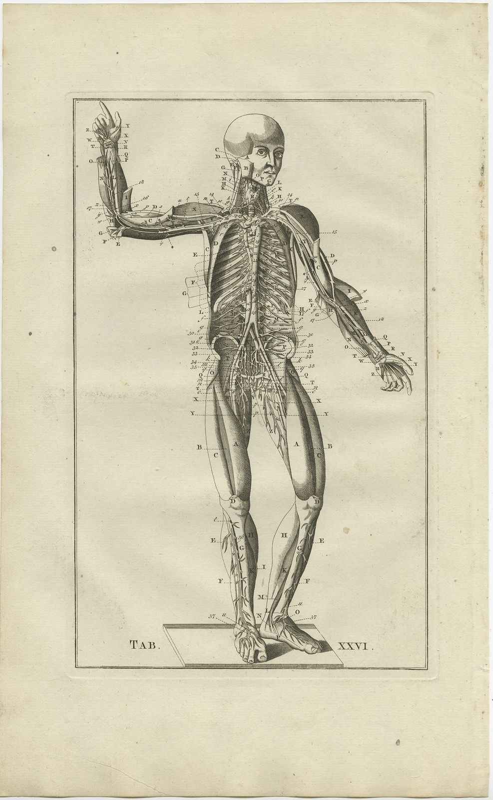 Pl. 26 Antique Anatomy Print Of The Muscular And Venous System By Elwe (1798)