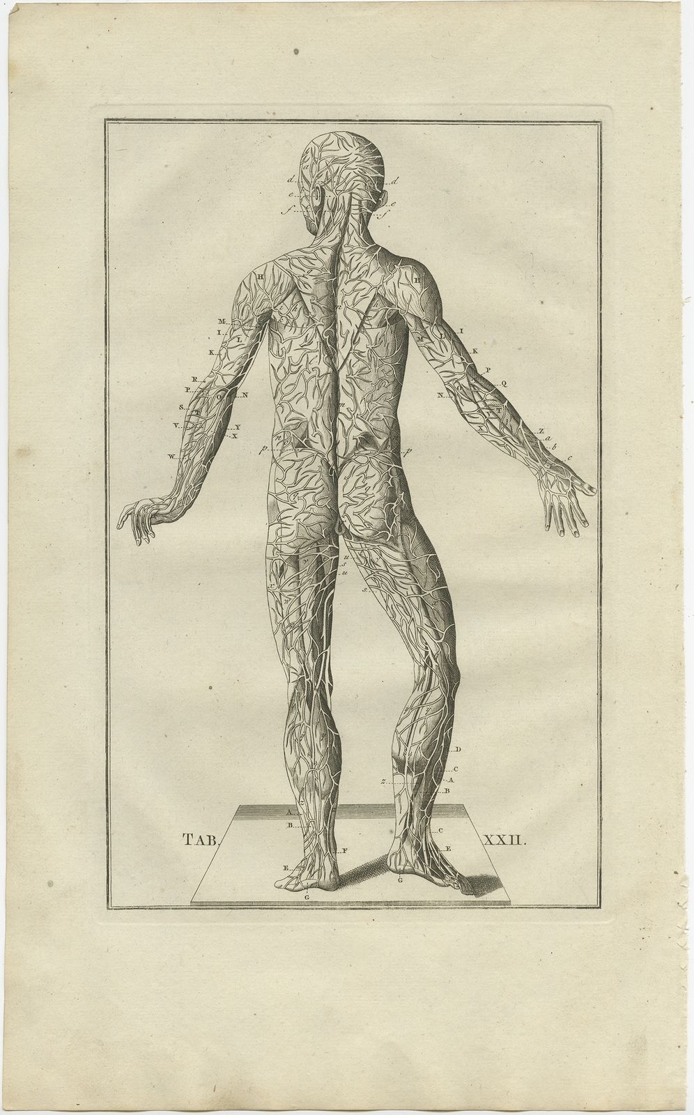 Pl. 22 Antique Anatomy Print Of The Muscular System By Elwe (1798)
