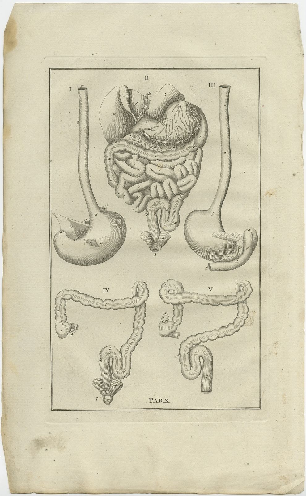 Pl. 10 Antique Anatomy Print Of The Gastrointestinal Tract By Elwe (1798)