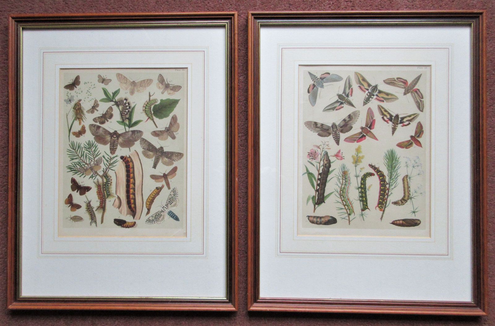 Two Attractive Framed Antique Prints Plate 26. Heterocera ~ Bombyces ~ Moths, And  Plate 19 Heterocera ~Hawk Moths ~ Sphingidae C1903
