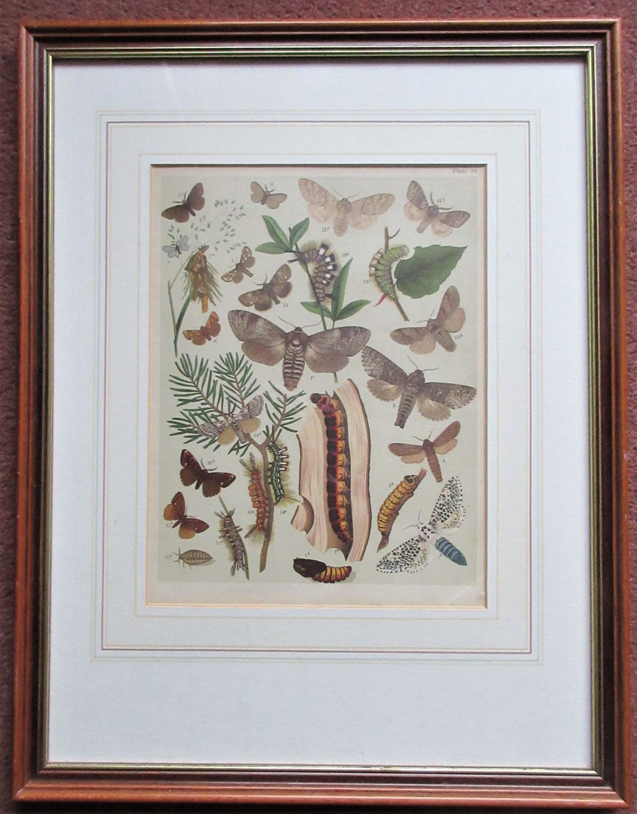 Two Attractive Framed Antique Prints Plate 26. Heterocera ~ Bombyces ~ Moths, And  Plate 19 Heterocera ~Hawk Moths ~ Sphingidae C1903 photo furniture