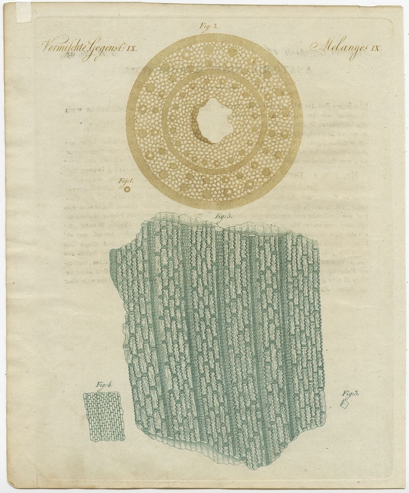 Antique Print Of The Anatomy Of A Straw By Bertuch (1795)